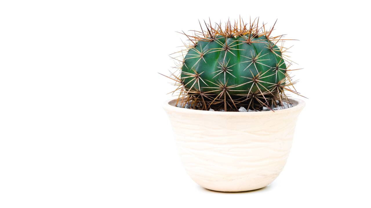 cacto atrai prosperidade e dinheiro feng shui