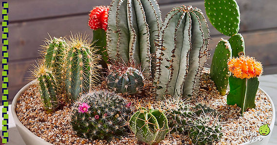 cacto neutraliza radiação eletromagnética escritório