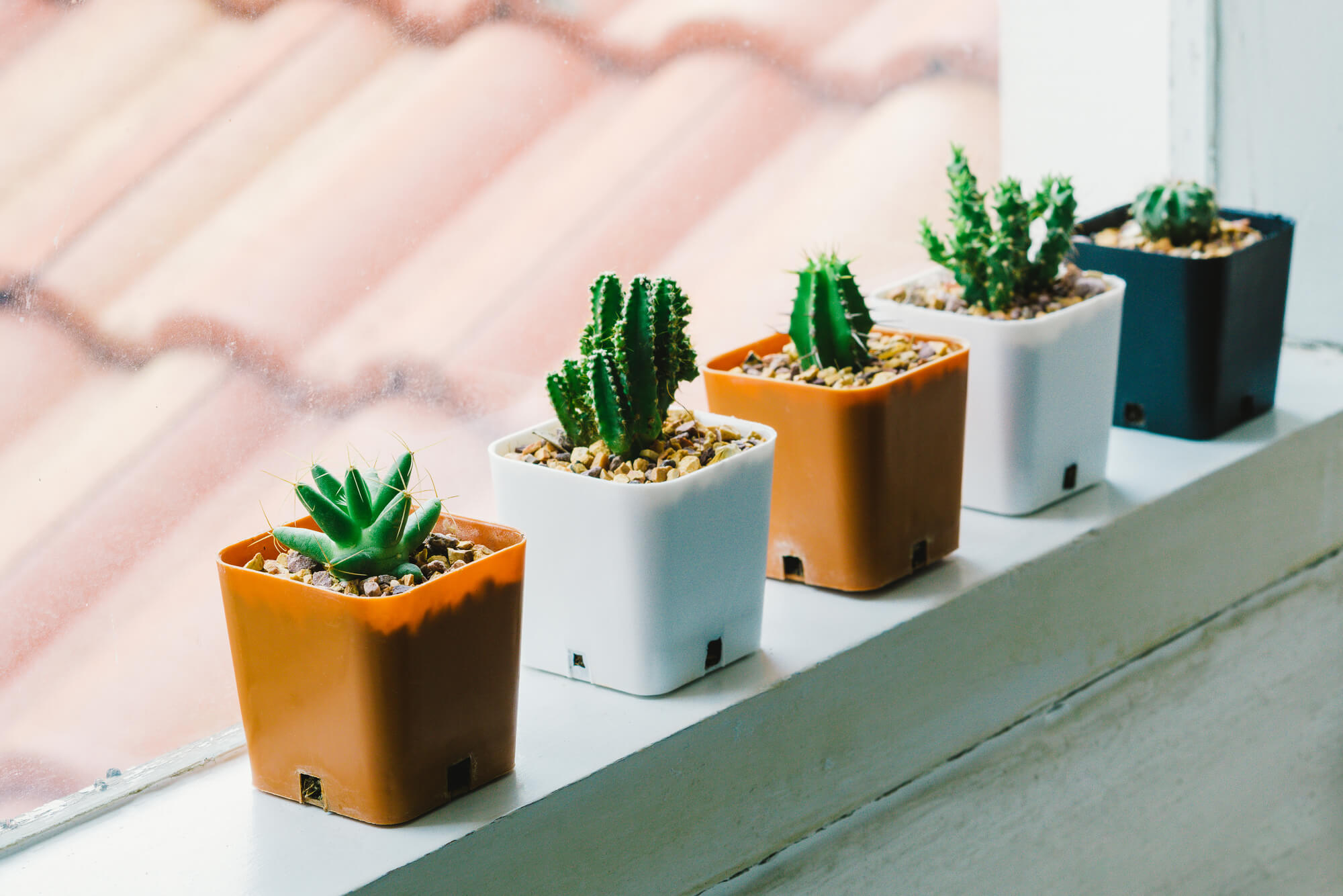 erros posicionamento cacto feng shui