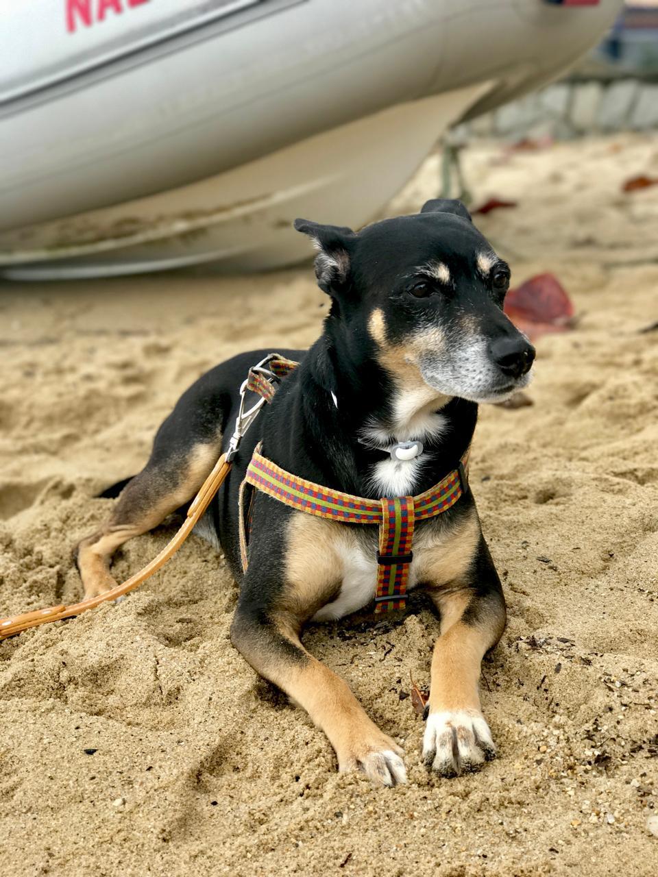 lojas de animais online