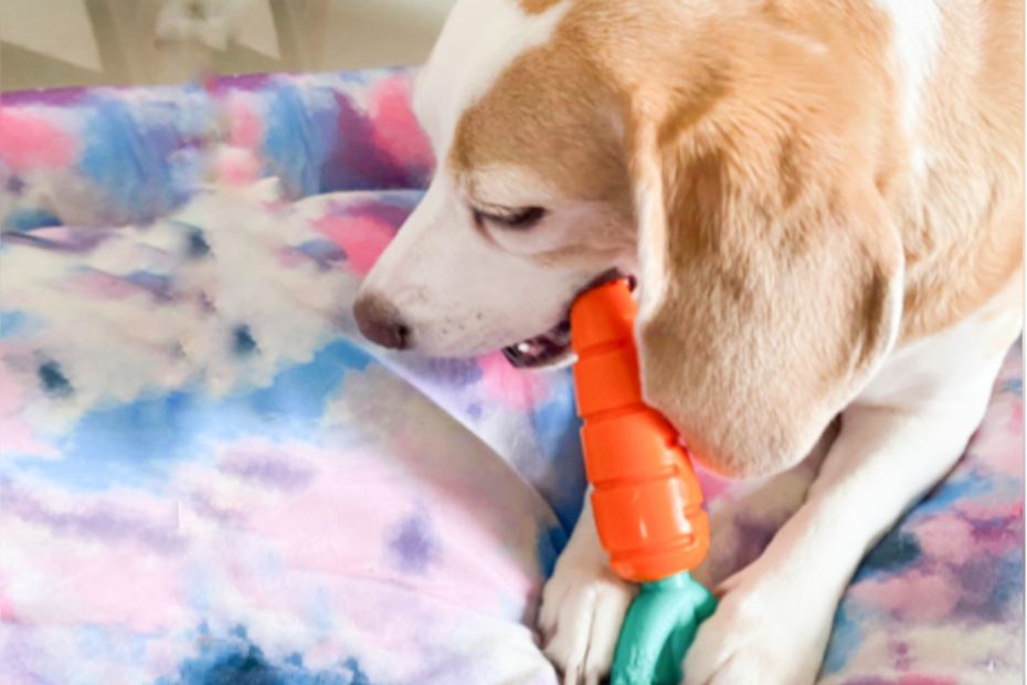 mordedor para cachorro