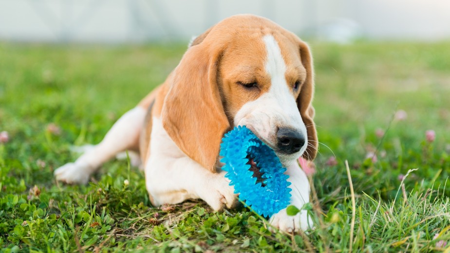 melhor mordedor para cachorro destruidor