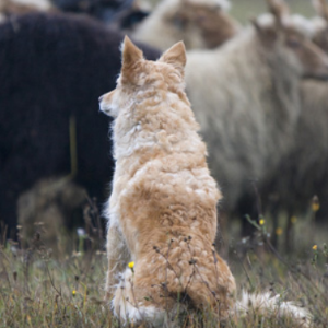 cão pastor húngaro