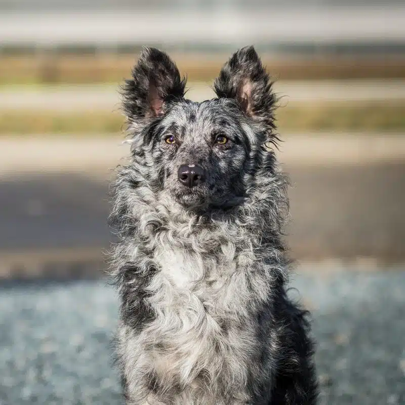 cão pastor húngaro
