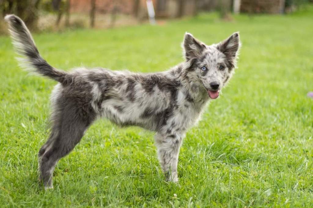 imperador chinês Mu Di