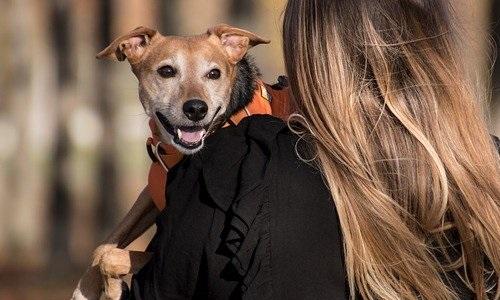 vínculo entre mulheres e cães