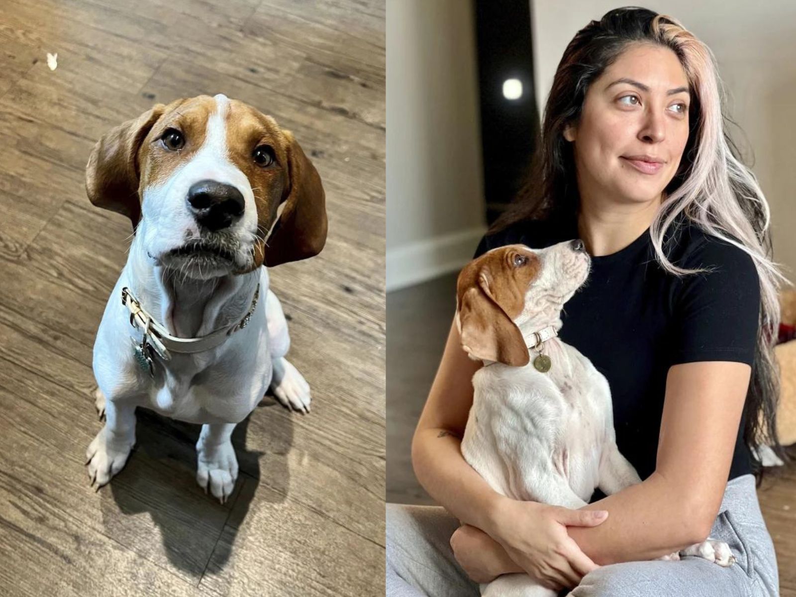 vínculo entre mulheres e cães