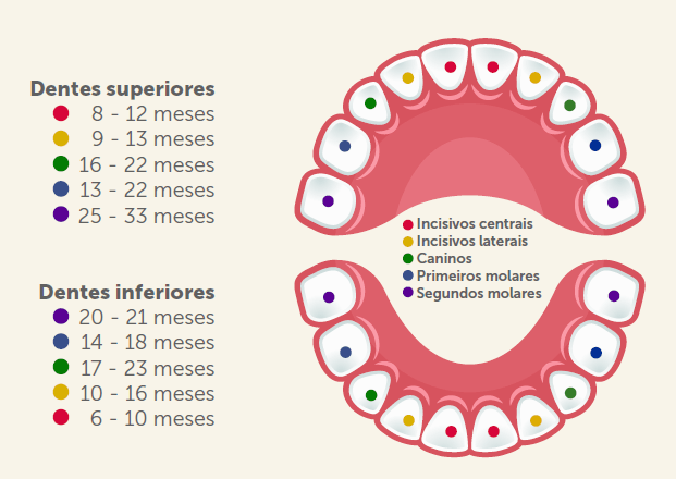 Nascimento Dos Dentes De Leite
