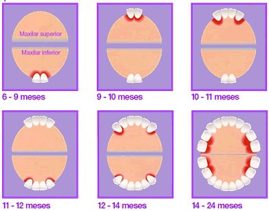 Guia Completo de Higiene Bucal para Bebês: Do Primeiro Dente à Troca