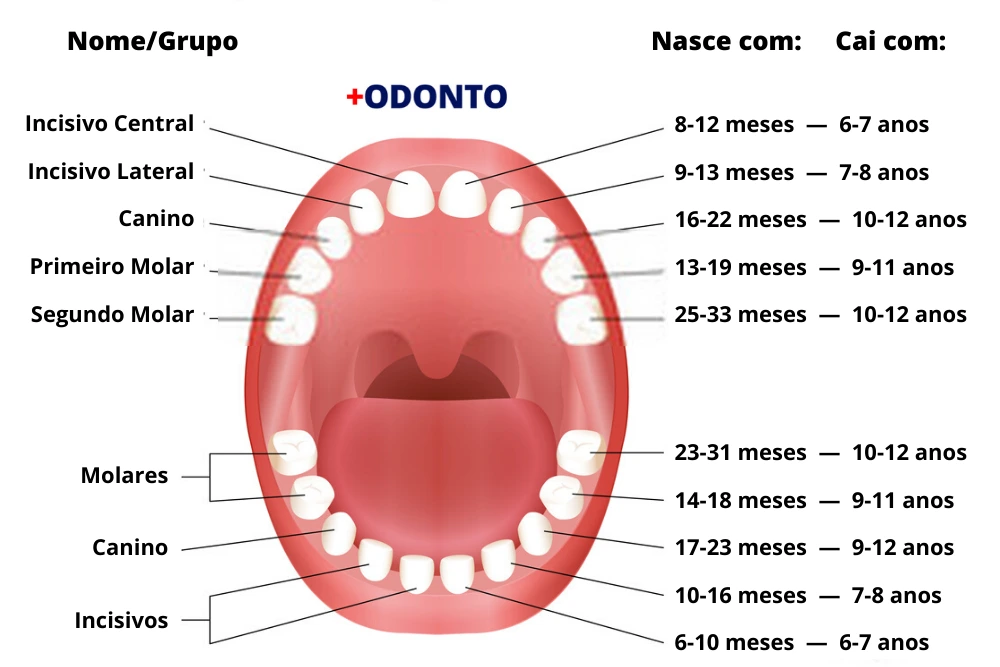 Dentes Permanentes: O Que Esperar Após a Queda dos Dentes de Leite