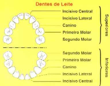 Guia Completo de Higiene Bucal para Bebês: Do Primeiro Dente à Troca
