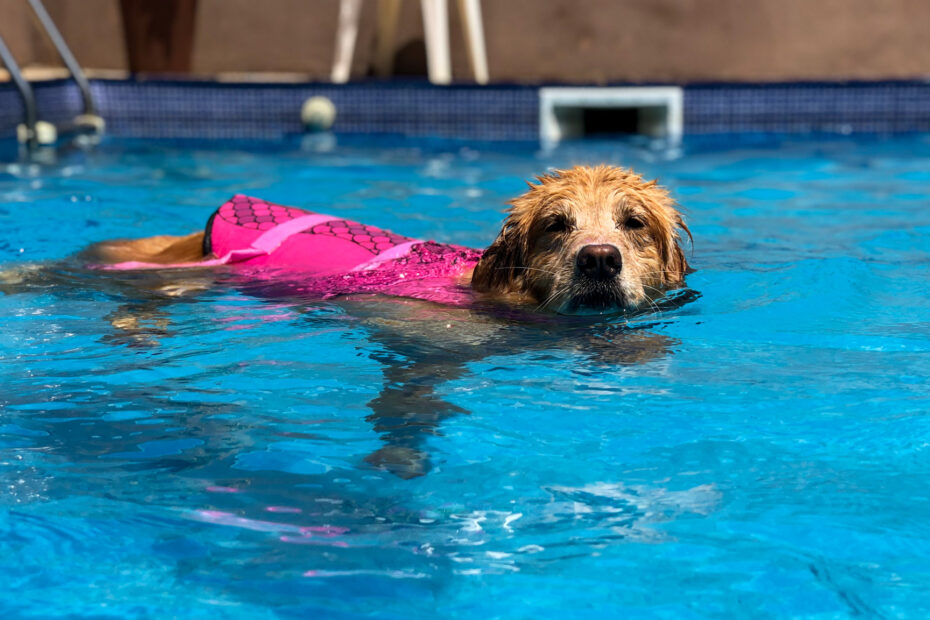 natação para cães