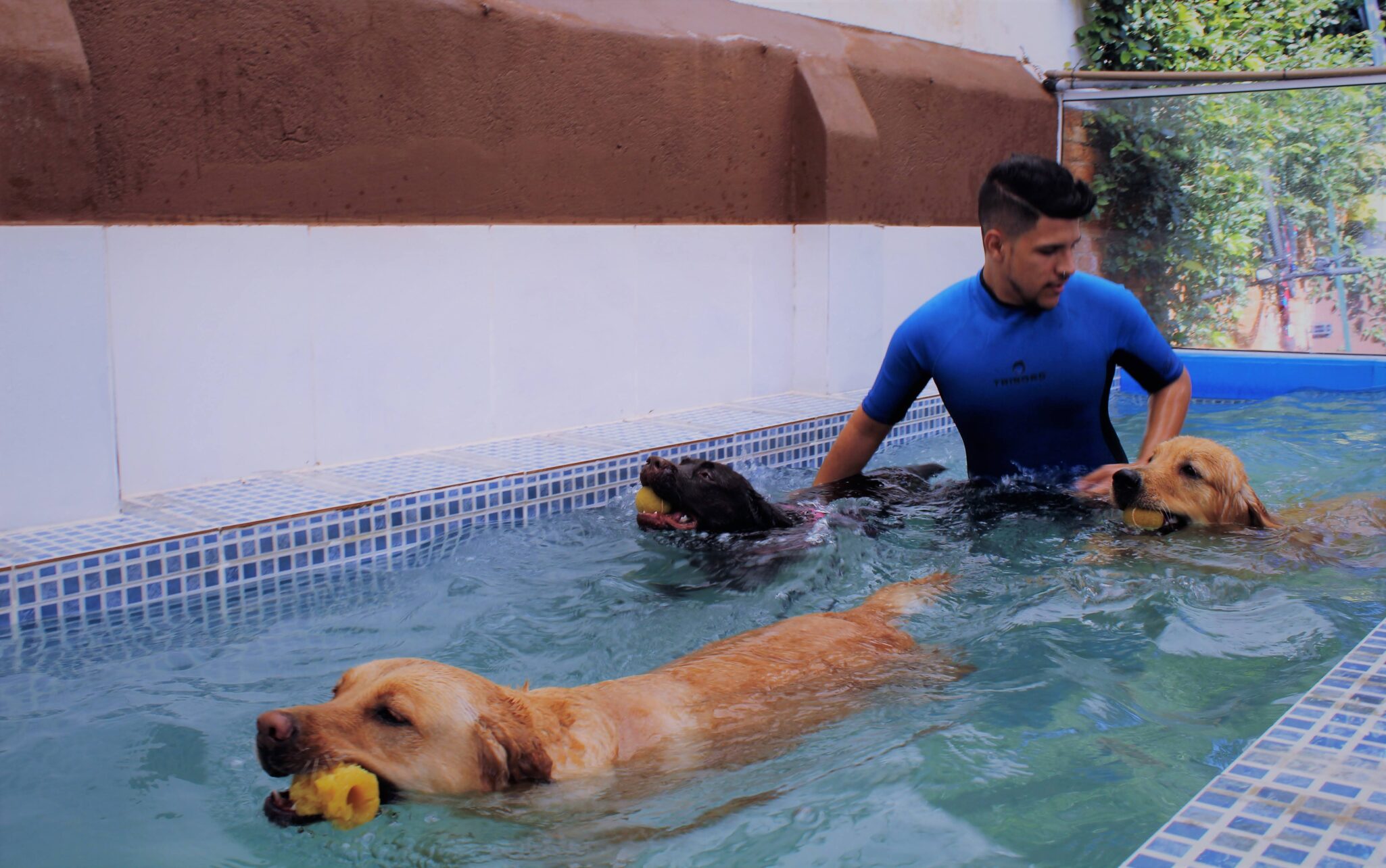 Como ensinar seu cão a nadar pela primeira vez
