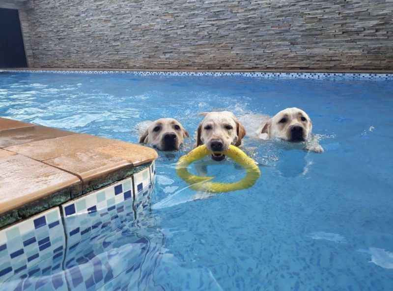 Guia completo de reabilitação aquática para cães com displasia