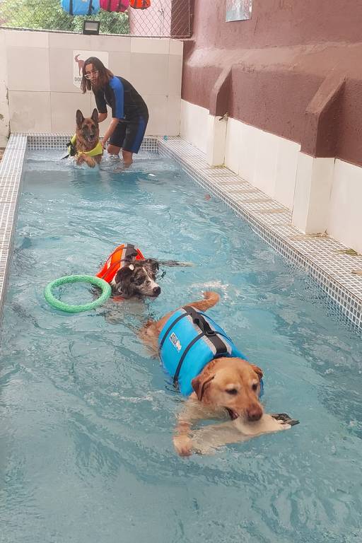 Dicas de segurança para levar seu pet à praia ou piscina