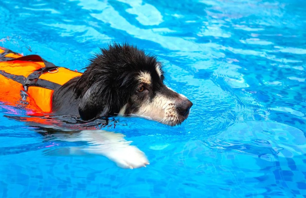 natação para cães