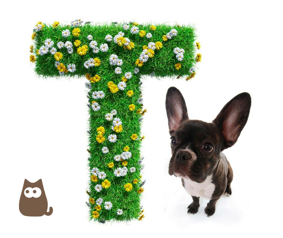 nomes de animais com a letra t para jogo stop