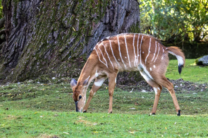 nome de animal que começa com a letra i