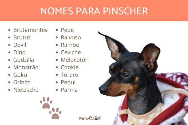 nomes para pinscher filhote