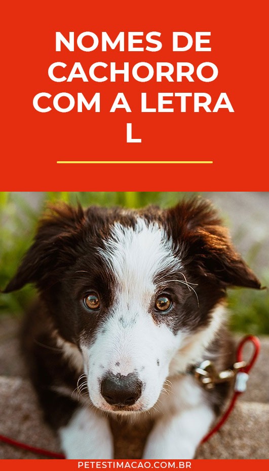 nomes criativos para pinscher