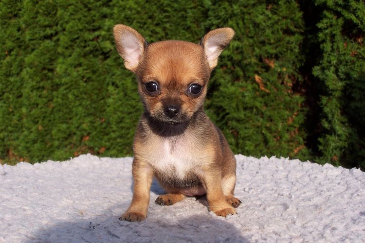 nomes fofos para pinscher