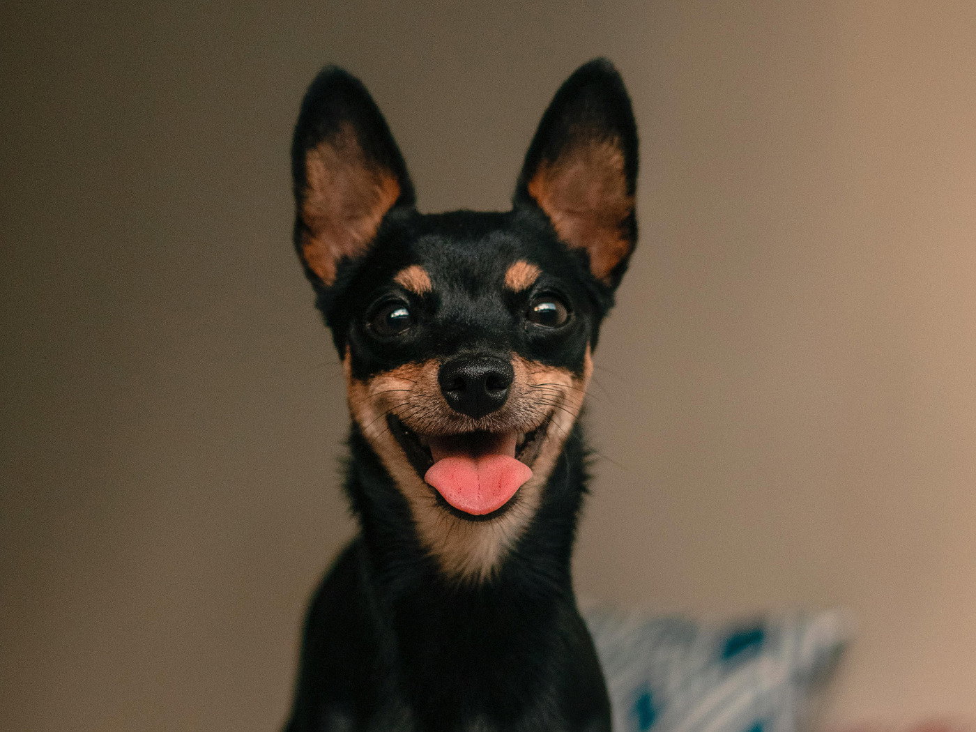 nomes diferentes para pinscher