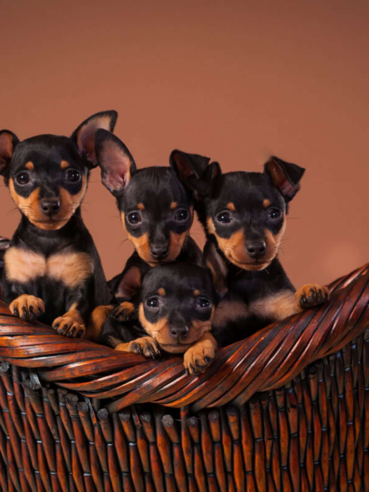 nomes para pinscher macho