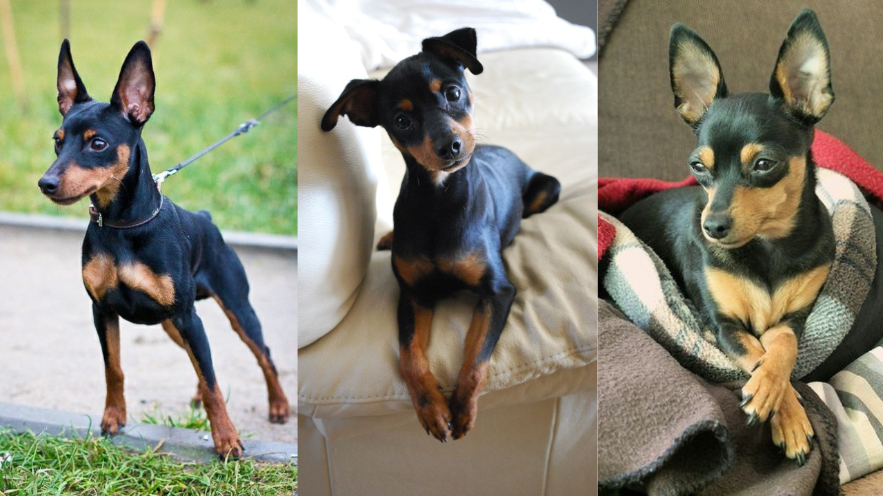 nomes de pinscher inspirados em personagens