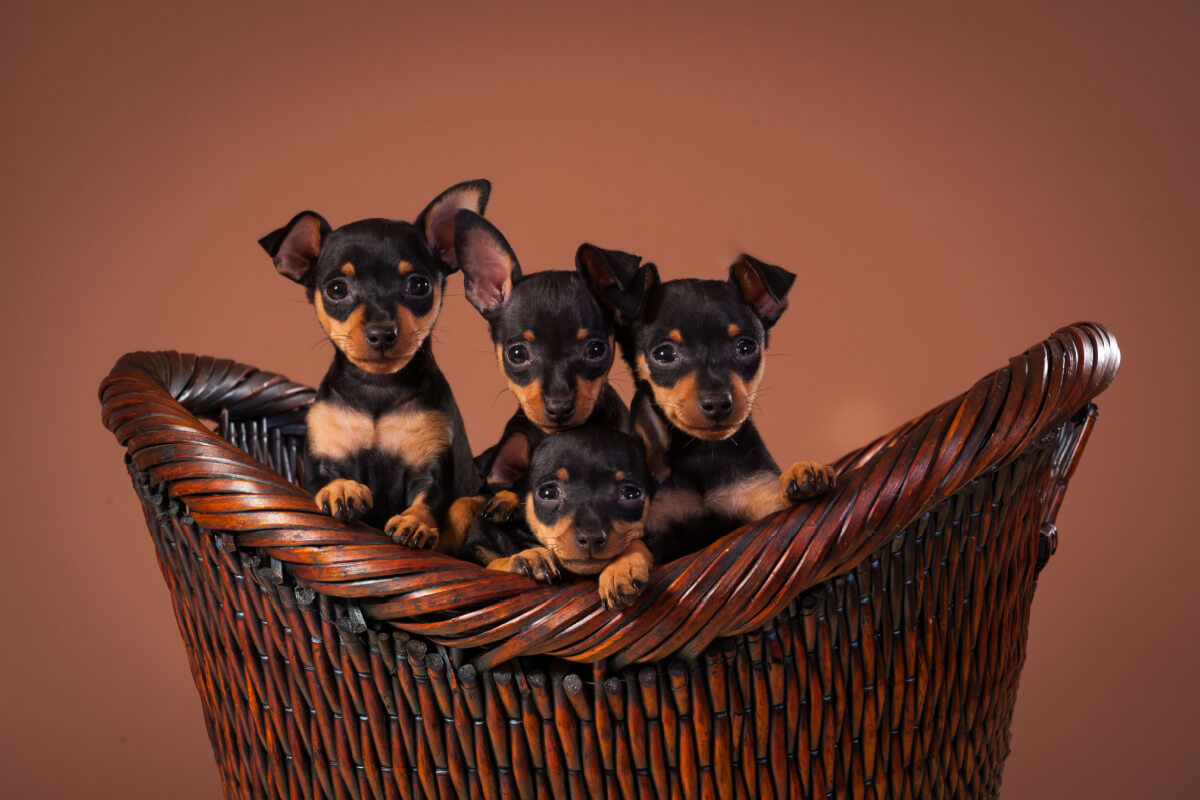 nomes para pinscher filhote