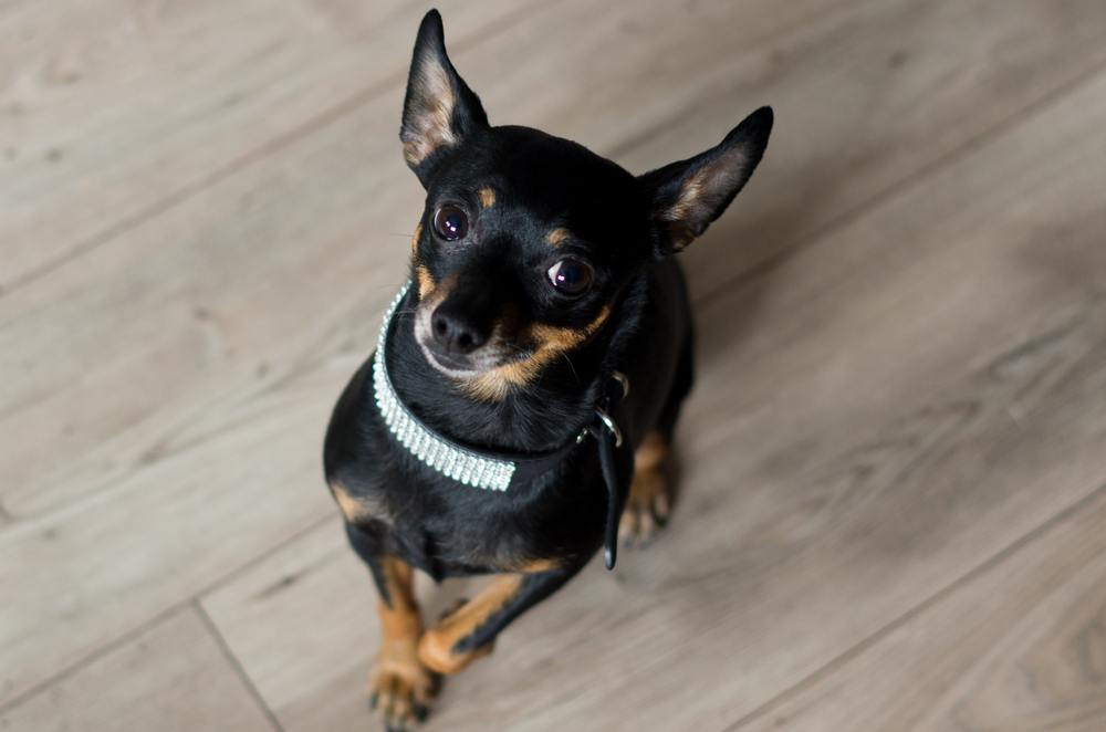 nomes criativos para pinscher