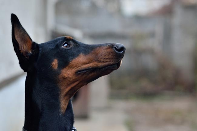 nomes fofos para pinscher