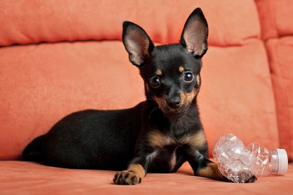 nomes diferentes para pinscher