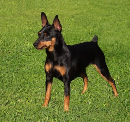nomes para pinscher macho