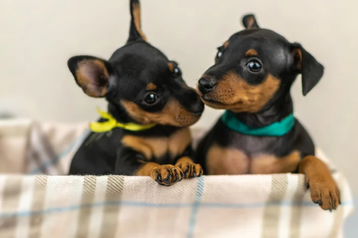 nomes para pinscher fêmea
