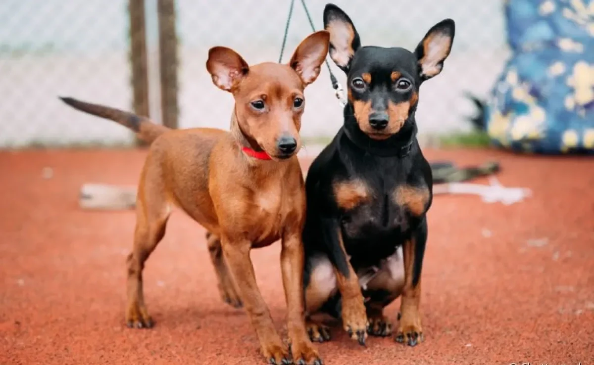 nomes de pinscher inspirados em personagens