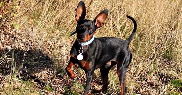 nomes criativos para pinscher