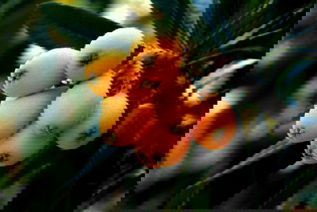 melhores comidas com a letra n para jogar stop