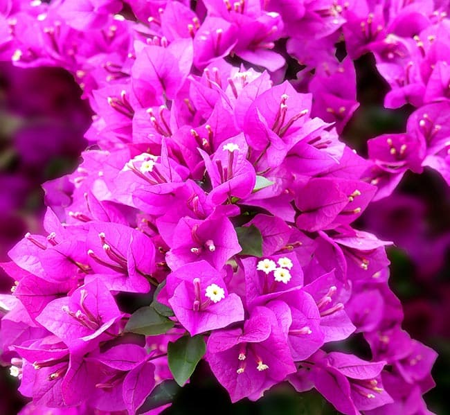 flores com b