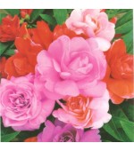 nomes de flores que começam com b