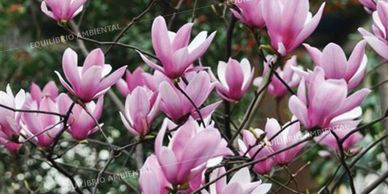 flores com M para jardim
