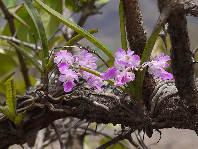 nomes de flores que começam com M