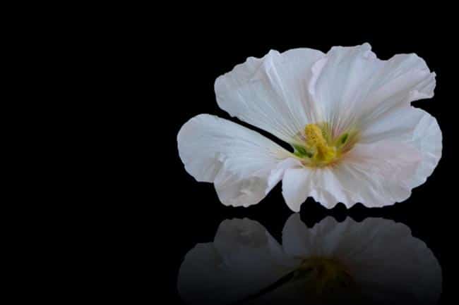 flores M para buquê