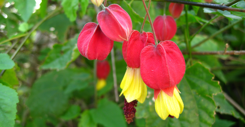 flores M resistentes