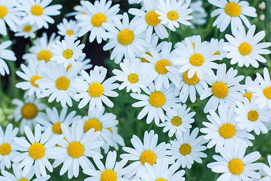 significado flores com M