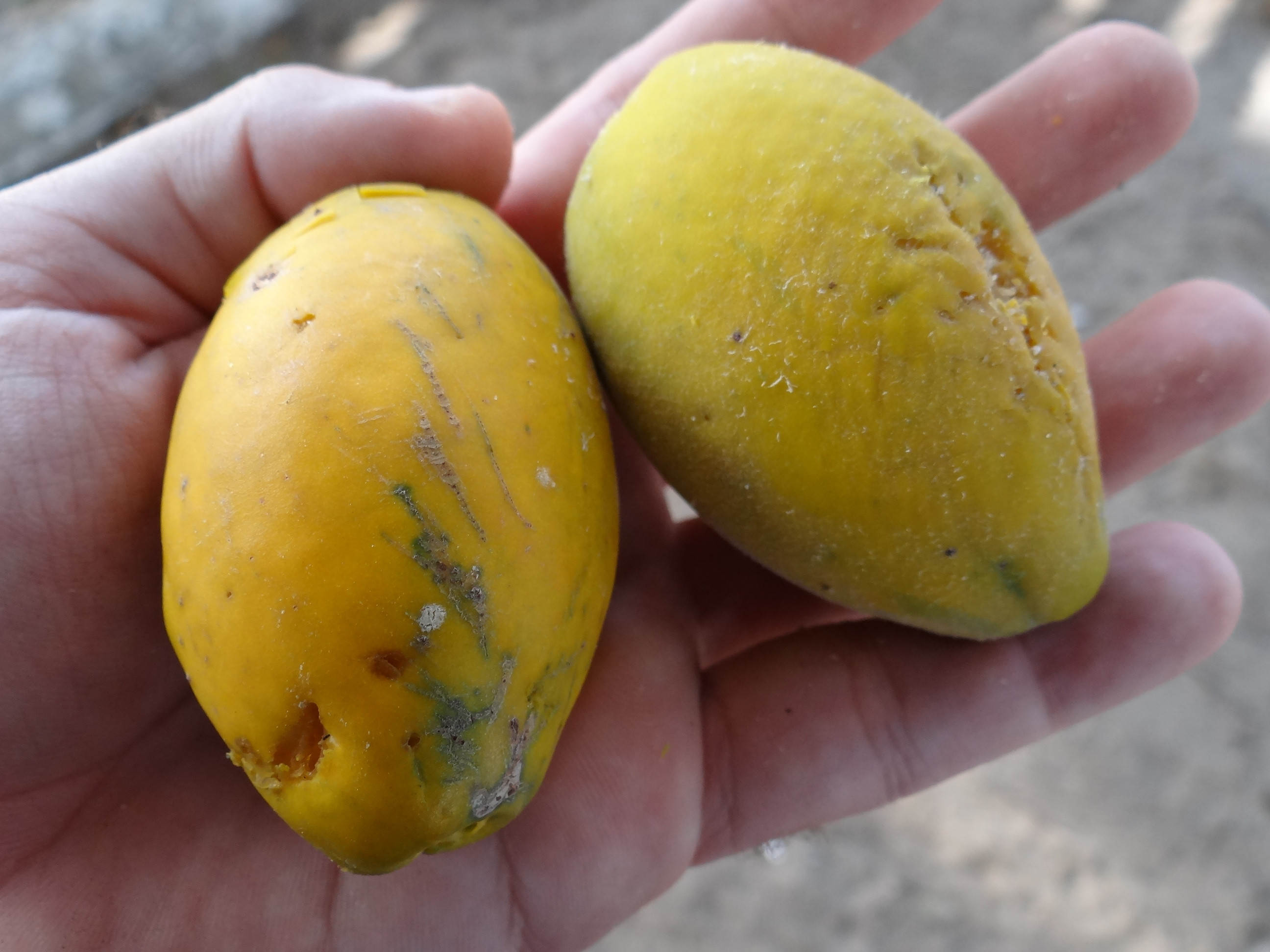 lista completa de frutas com a letra o