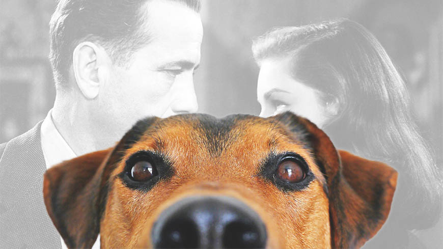 Raças de Cachorros Famosos do Cinema e Suas Histórias