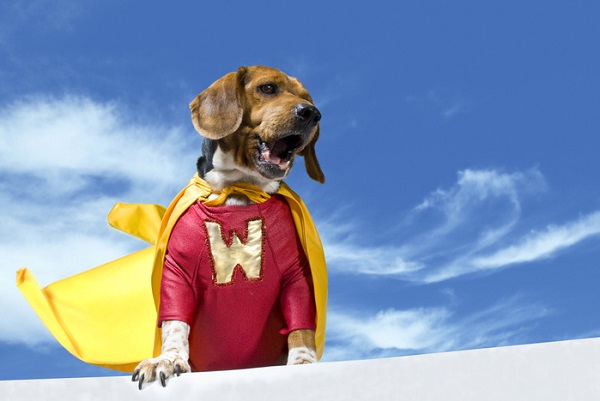 Nomes de Cachorros da Disney: Do Clássico ao Moderno