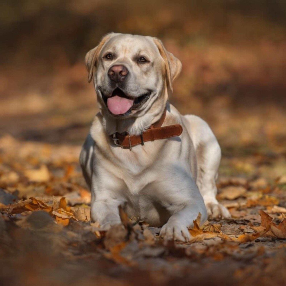 Nomes de Cachorros da Disney: Do Clássico ao Moderno