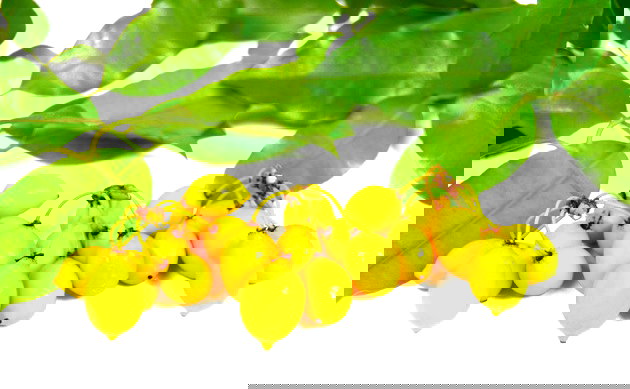 nomes de fruta que começa com a letra e