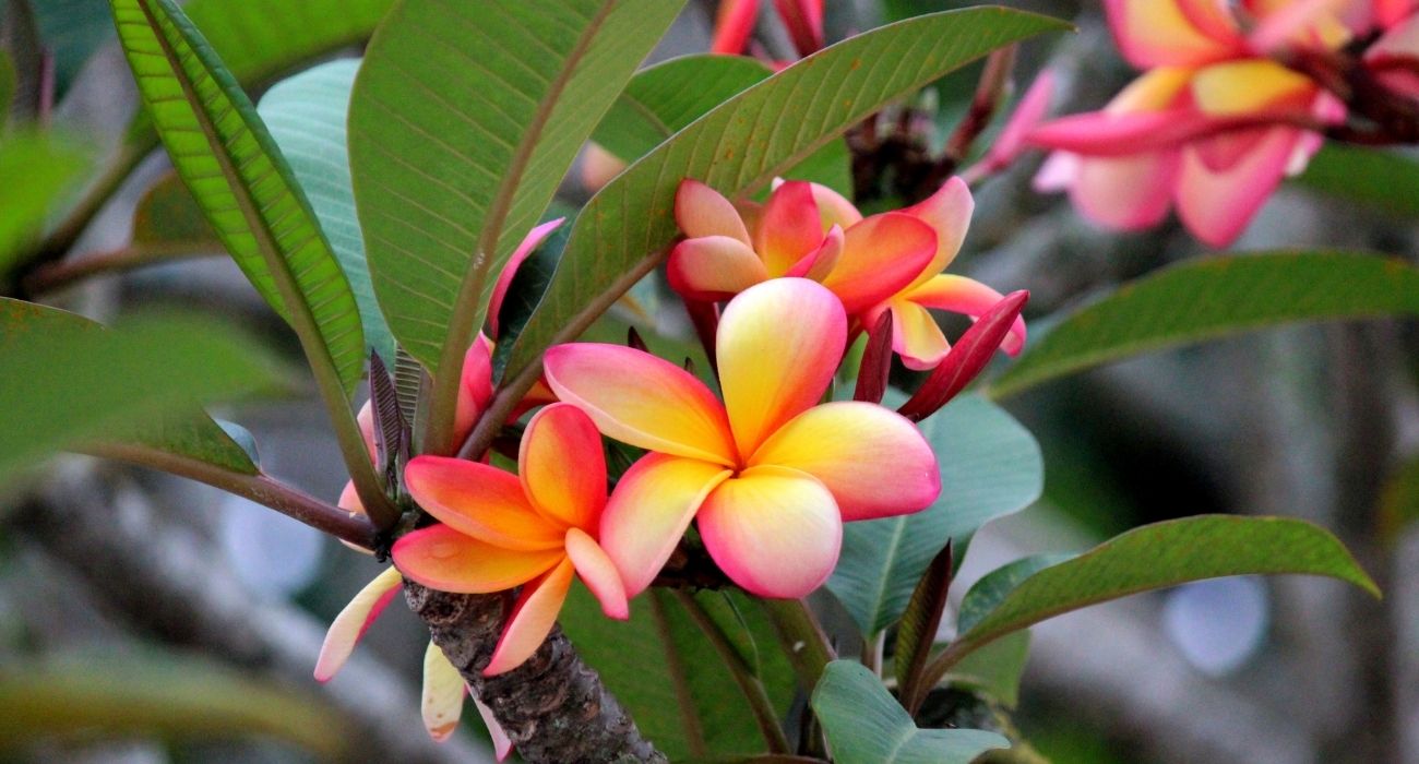 5 ideias de títulos:
1. Guia Completo: Escolhendo as Plantas Ideais para o Seu Jardim
2. Sol Pleno vs. Meia-Sombra: Onde Plantar Cada Espécie?
3. Plantas Ornamentais que Transformam Seu Espaço
4. Dicas de Manutenção para um Jardim Saudável e Bonito
5. Jardins Verticais e Pequenos: As Melhores Opções de Plantas